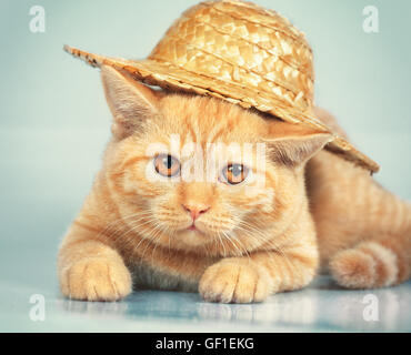 Ritratto di gatto indossando cappello di paglia Foto Stock