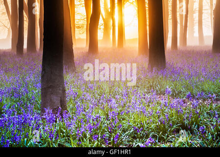 Bluebell boschi a sunrise. Foto Stock