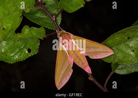 Grande Elefante, Hawkmoth Deilephila elpenor, singolo adulto scattata di notte. Prese Luglio, Essex, Regno Unito. Foto Stock