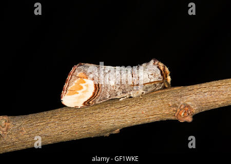 Buff-punta tarma Phalera bucephala, singolo adulto a riposo sul ramoscello. Prese giugno, Essex, Regno Unito. Foto Stock