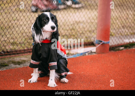 Giovani Spaniel cane seduto sul pavimento esterno e proprietario di attesa. Foto Stock