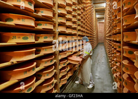 Battendo con un martello piccolo per verificare la qualità e lo sviluppo di Beaufort formaggio. Monts et Terroir i produttori di formaggio, La Bathie, Foto Stock