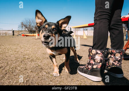 Arrabbiato colore nero di razza cane che abbaia alla formazione. Foto Stock