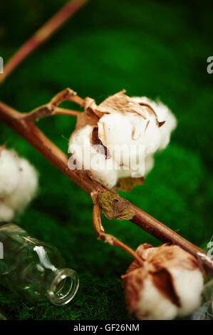 Le palline di cotone su sfondo sfocato. chiudi Foto Stock