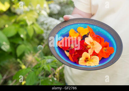 Tropaeolum majus. Donna che mantiene una piastra di Nasturtium commestibili fiori Foto Stock