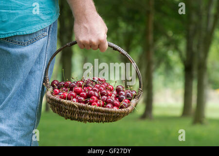 Prunus. Uomo in possesso di un cesto in vimini di ciliegie a PYO Farm. Regno Unito Foto Stock