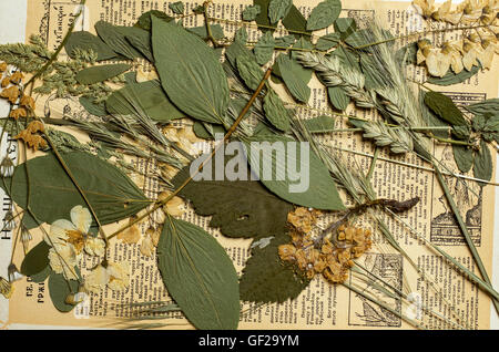 Un set di premuto fiori selvatici e erbe su un vintage pagina del libro Foto Stock