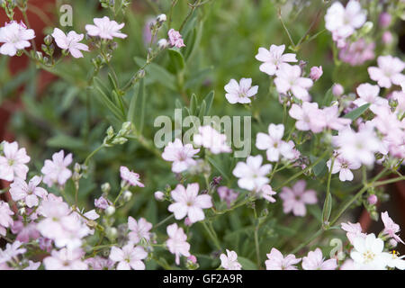 Gypsophila repens o bimbo di respiro, rosa piccoli fiori Foto Stock