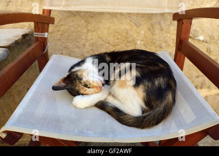 Gatto pelo di anafiotika area di Plaka a Atene, Grecia Foto Stock