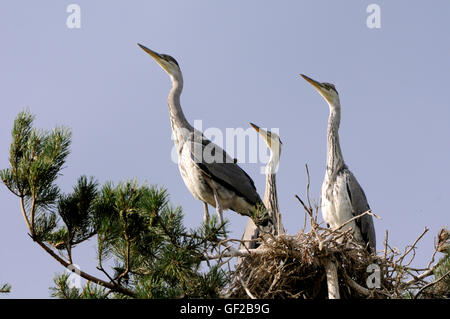 Tre airone cinerino (Ardea cinerea) capretti gli uccelli nel nido. Parco nazionale del lago Plesheevo, Yaroslavl Regione, Russia Foto Stock