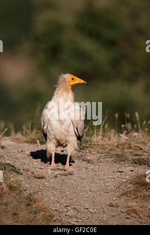 Avvoltoio egiziano, Neophron percnopterus, singolo uccello sul terreno, Spagna, Luglio 2016 Foto Stock