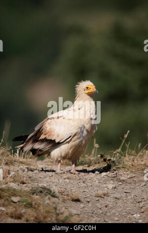 Avvoltoio egiziano, Neophron percnopterus, singolo uccello sul terreno, Spagna, Luglio 2016 Foto Stock