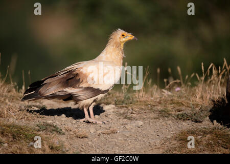 Avvoltoio egiziano, Neophron percnopterus, singolo uccello sul terreno, Spagna, Luglio 2016 Foto Stock