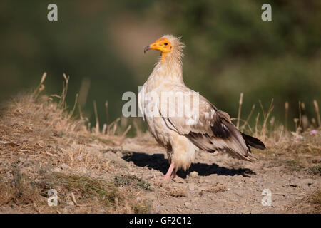 Avvoltoio egiziano, Neophron percnopterus, singolo uccello sul terreno, Spagna, Luglio 2016 Foto Stock