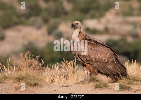 Grifone, Gyps fulvus, singolo uccello sul terreno, Spagna, Luglio 2016 Foto Stock