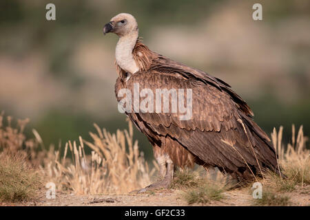 Grifone, Gyps fulvus, singolo uccello sul terreno, Spagna, Luglio 2016 Foto Stock