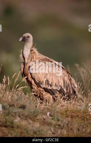 Grifone, Gyps fulvus, singolo uccello sul terreno, Spagna, Luglio 2016 Foto Stock