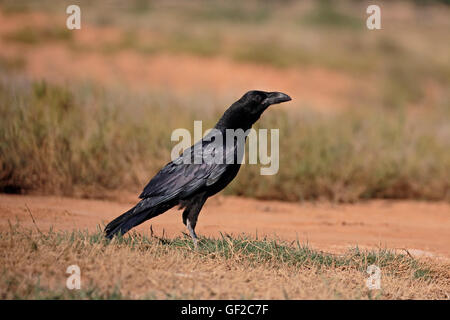 Raven, Corvus corax, singolo uccello sul terreno, Spagna, Luglio 2016 Foto Stock