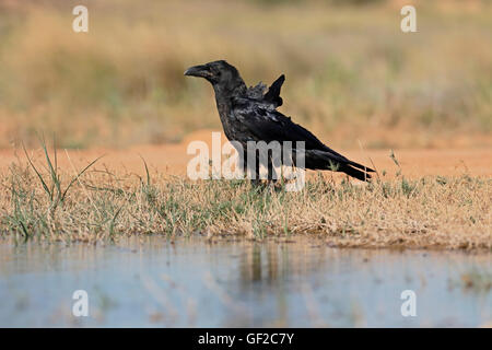 Raven, Corvus corax, singolo uccello da acqua, Spagna, Luglio 2016 Foto Stock