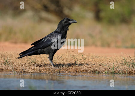 Raven, Corvus corax, singolo uccello da acqua, Spagna, Luglio 2016 Foto Stock