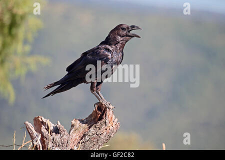 Raven, Corvus corax, singolo uccello sul ramo, Spagna, Luglio 2016 Foto Stock