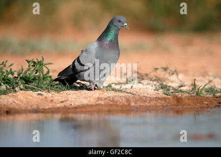 Rock colomba, Columba livia, singolo uccello da acqua, Spagna, Luglio 2016 Foto Stock