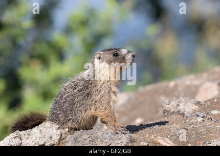 Ventre giallo marmotta Foto Stock