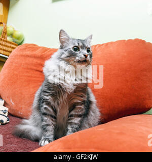 Ritratto di un gatto norvegese Foto Stock