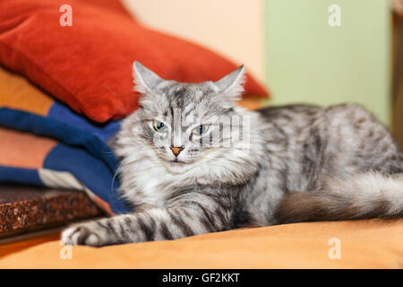 Ritratto di un gatto norvegese Foto Stock