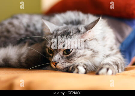 Ritratto di un gatto norvegese Foto Stock