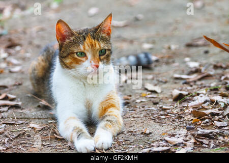 Gatto sdraiato a terra Foto Stock
