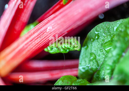 Bietola svizzera, barbabietola da argento, spinaci perpetui, barbabietole da spinaci, barbabietole da granchio, barbabietola seakale e Mangold Foto Stock