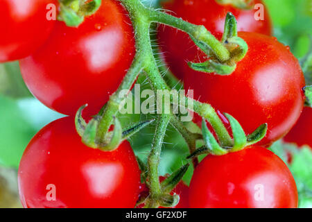 Pomodori ciliegini vite close up Ciliegio nana pomodori maturare Foto Stock