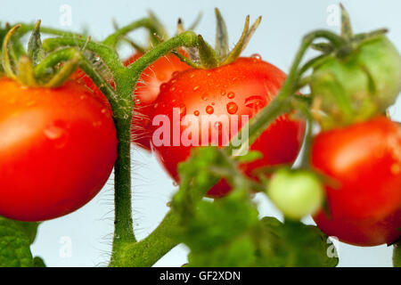 La ciliegia dwarf pomodori sul ramo, Pomodoro Foto Stock