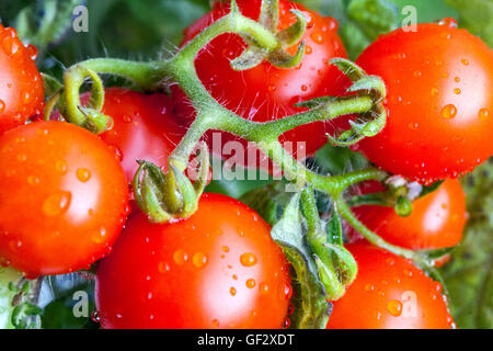 Pomodori ciliegini nani sul ramo, pianta di pomodoro Foto Stock