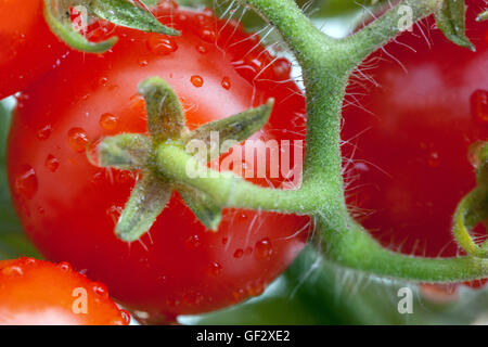 Pomodori ciliegia vite primo piano Solanum lycopersicum frutta succosa Foto Stock