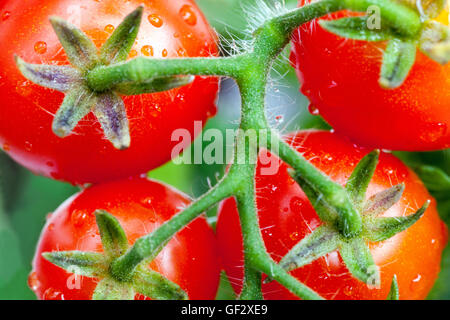 Pomodori nani ciliegini su pomodoro della vite Foto Stock