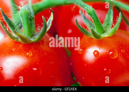 Pomodori di vite Solanum lycopersicum primo piano frutta Juicy primo piano, pomodori nani di ciliegia Foto Stock