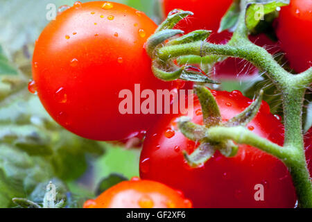 Pomodori nani ciliegini, pomodori ciliegini pomodori da vicino Foto Stock