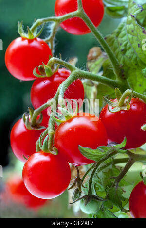 Pomodori ciliegini nani su un ramo, maturazione del pomodoro Foto Stock