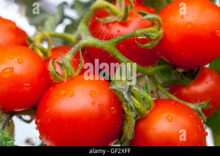 La ciliegia dwarf pomodori sul ramo, Pomodoro Foto Stock