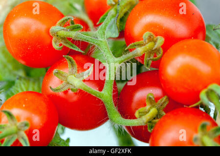 Pomodori ciliegia vite primo piano Solanum lycopersicum frutta succosa Foto Stock