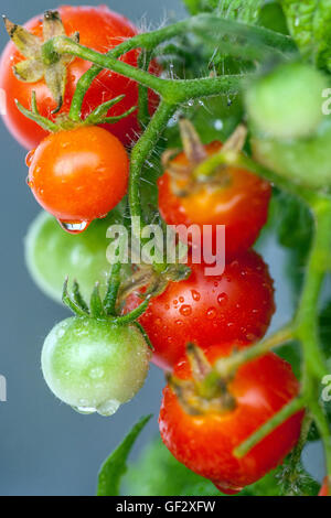 La ciliegia dwarf pomodori sul ramo, Pomodoro Foto Stock