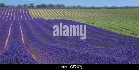 Campo di lavanda in Francia durante il raccolto, la provenza Foto Stock