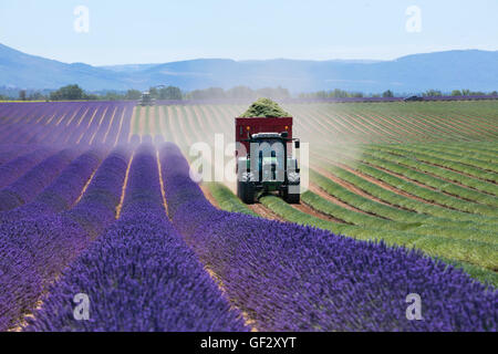 Campo di lavanda in Francia durante il periodo del raccolto, la Provenza. Il trattore e la trincia semovente in azione Foto Stock