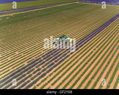 Campo di lavanda in Francia durante il periodo del raccolto, la Provenza. Il trattore e la trincia semovente in azione. Fotografato da vista aerea Foto Stock