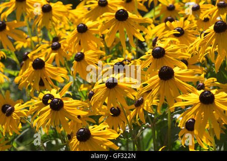 Un campo di Black Eyed Susans confinante con il Lago Bianco vicino a Whitehall, Michigan. Foto Stock