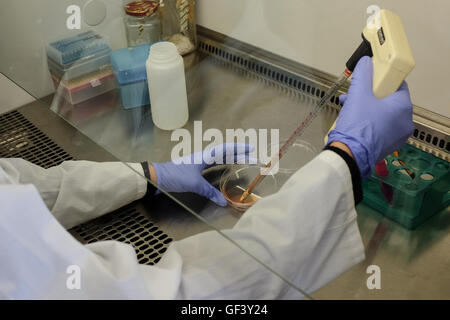 Gerusalemme, Israele. 28 Luglio, 2016. Un tecnico di laboratorio gestisce il tessuto coltivato in scienze della vita facoltà dell'Università ebraica, lavorando a stretto contatto con SuperMeat, un israeliano la biotecnologia di avvio, a sviluppare la tecnologia per creare organicamente coltivate la carne di pollo di cellule in un ambiente sicuro e controllato, esterno al corpo dell'animale come un valido sostituto di carne animale. Israele, considerato 'Vegano il capitale di tutto il mondo, ha il più alto pro capite della popolazione vegana nel mondo. Circa il cinque per cento hanno dato la carne, i latticini e le uova per motivi ideologici. La tendenza è anche Foto Stock