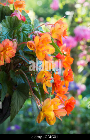 Begonia "albicocca sparkle' fiori in una cesta appesa Foto Stock