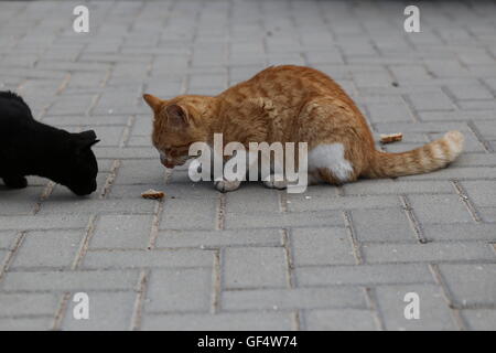 I gatti si raccoglie nei pressi di cibo. Lo zenzero e il gatto gatto nero vuole mangiare un pezzo di pane sul marciapiede. Due affamati street gatti raccoglie quasi un pezzo di pane. Foto Stock